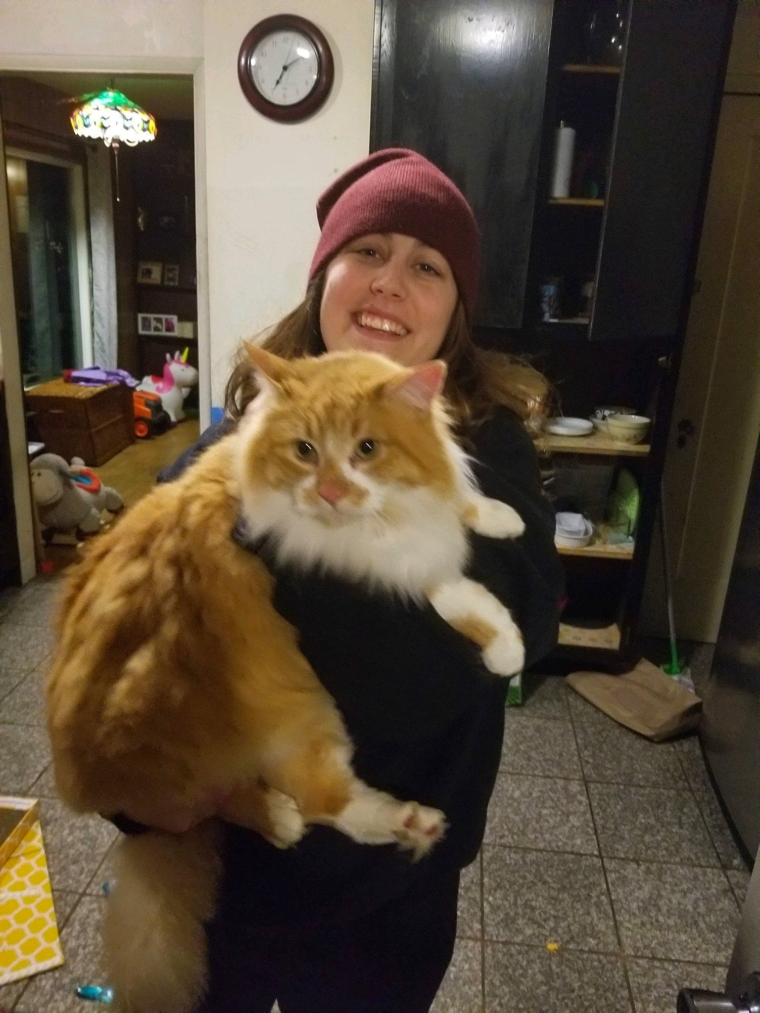 Furguson joined the competition — help win amazing prizes! carnivore, cat, cymric, domestic_long_haired_cat, fawn, felidae, fur, norwegian_forest_cat, persian, small_to_medium_sized_cats, snapshot, whiskers