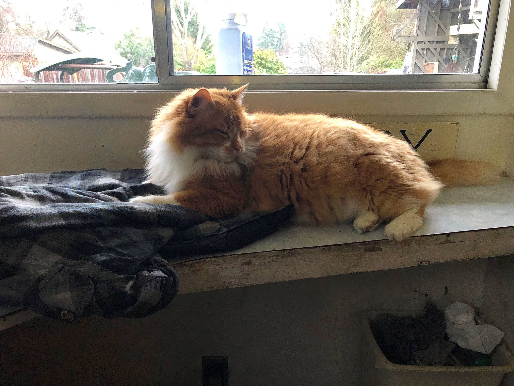 Furguson joined the competition — help win amazing prizes! british_longhair, british_semi_longhair, carnivore, cat, cymric, domestic_long_haired_cat, european_shorthair, fawn, felidae, fur, maine_coon, norwegian_forest_cat, persian, ragamuffin, siberian, small_to_medium_sized_cats, whiskers, window, wood