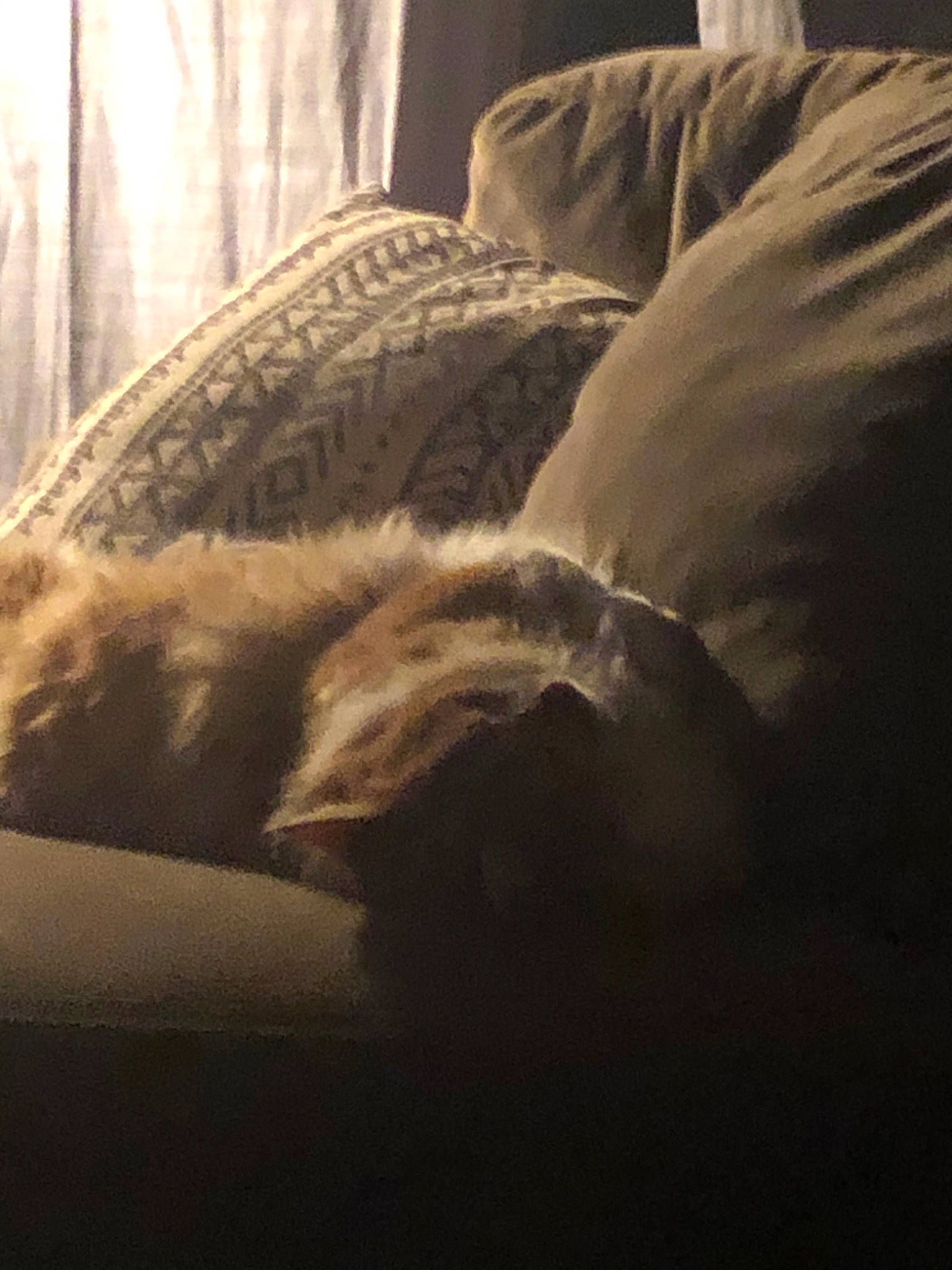 Furguson joined the competition — help win amazing prizes! bed, bedding, black_and_white, cloud, fur, furniture, linens, photography, room, sky, textile