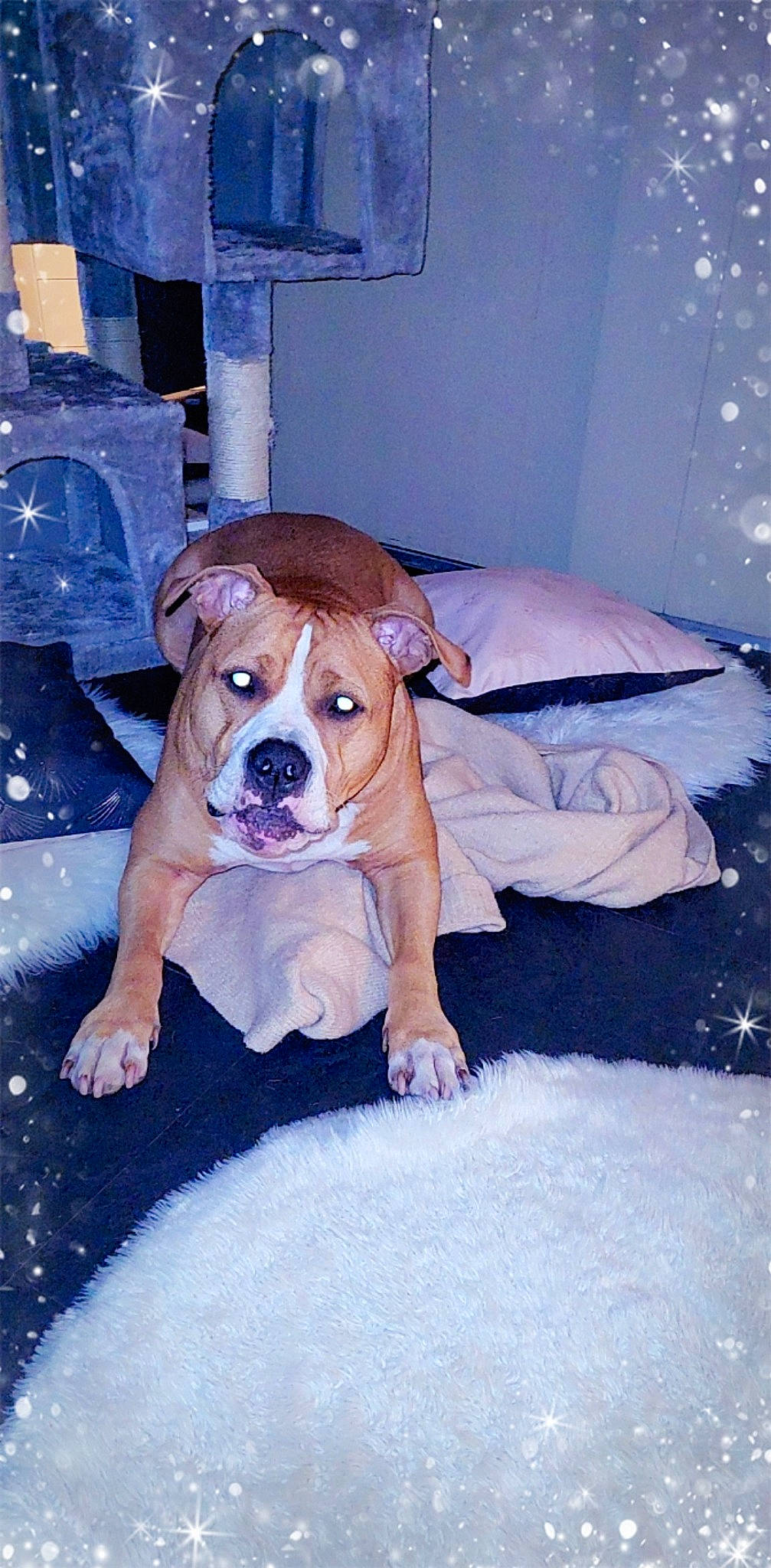 Ghost a rejoint le concours — aidez-le/la à gagner de superbes lots ! ball, canidae, carnivore, comfort, companion_dog, dog, dog_breed, dog_supply, electric_blue, fawn, flooring, fun, non_sporting_group, pet_supply, snout, sporting_group, toy, working_animal