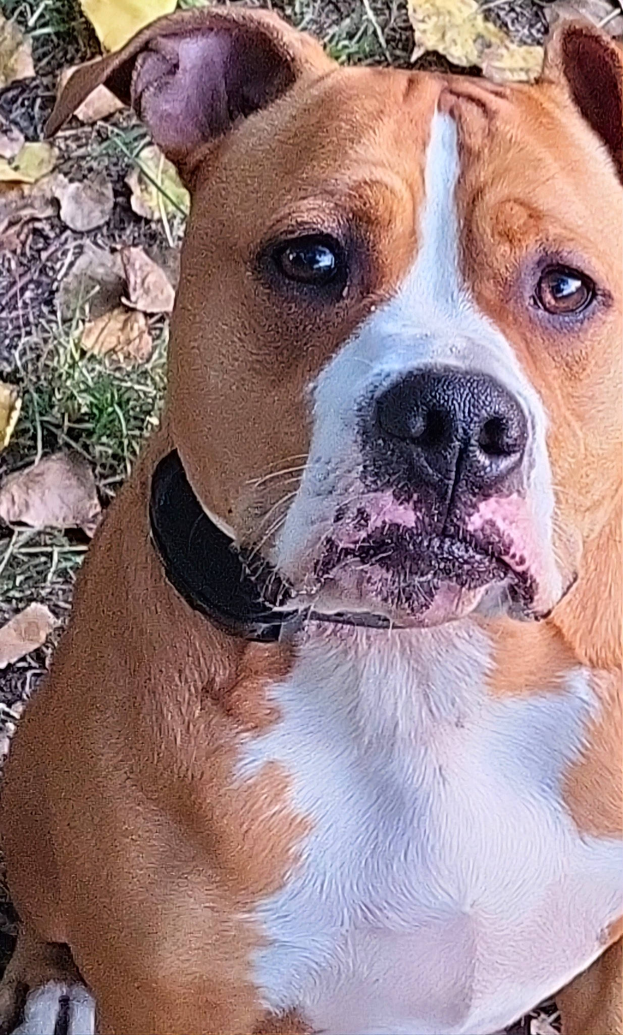 Ghost participe au concours pour gagner de l'argent avec cette photo : ancient_dog_breeds, art, canidae, carnivore, collar, companion_dog, dog, dog_breed, dog_collar, fawn, fur, molosser, non_sporting_group, puppy, snout, sporting_group, whiskers, working_animal, working_dog, wrinkle