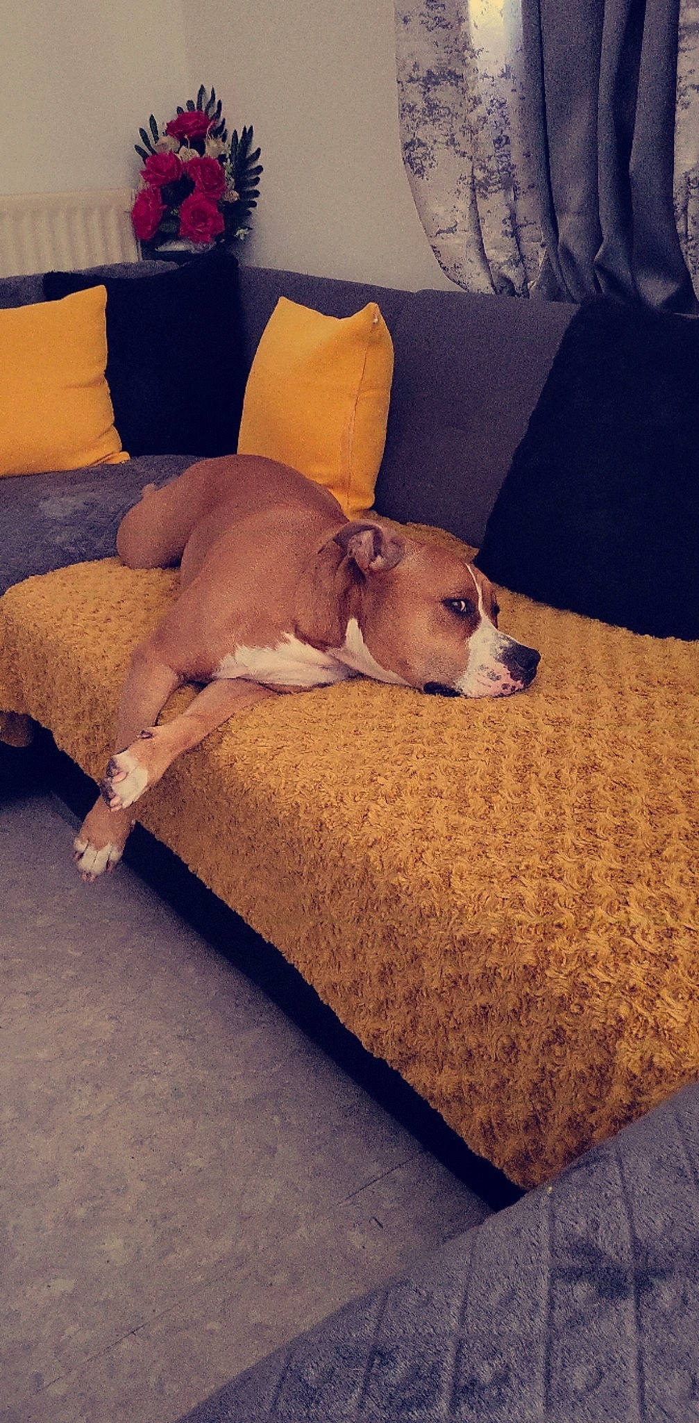 Ghost participe au concours pour gagner de l'argent avec cette photo : bedding, carnivore, cloud, comfort, companion_dog, couch, dog, dog_breed, fawn, flooring, furniture, hardwood, linens, picture_frame, pillow, room, snout, tail, wood, working_animal