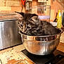 Yumi participe au concours pour gagner de l'argent avec cette photo : kitten, cat, metal_bowl, kitchen_scale, kitchen, tile_floor, utensils, scissors, countertop, curious, fluffy, pet, indoor, domestic, small_animal, feline, cute, home, appliance, reflection