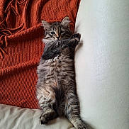 Yumi a rejoint le concours — aidez-le/la à gagner de superbes lots ! kitten, cat, tabby, fur, couch, leather, orange_blanket, pet, animal, cute, lying_down, indoor, feline, whiskers, paws, young, relaxed, domestic, cozy, home