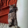 kitten, cat, tabby, fur, couch, leather, orange_blanket, pet, animal, cute, lying_down, indoor, feline, whiskers, paws, young, relaxed, domestic, cozy, home