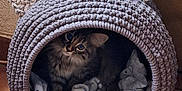 Yumi participe au concours pour gagner de l'argent avec cette photo : cat, tabby_cat, cozy, knitted_cave, cat_cave, blanket, pet, animal, indoor, feline, ears, curious, cute, home, floor, tiled_floor, soft, resting, looking_up, domestic_cat