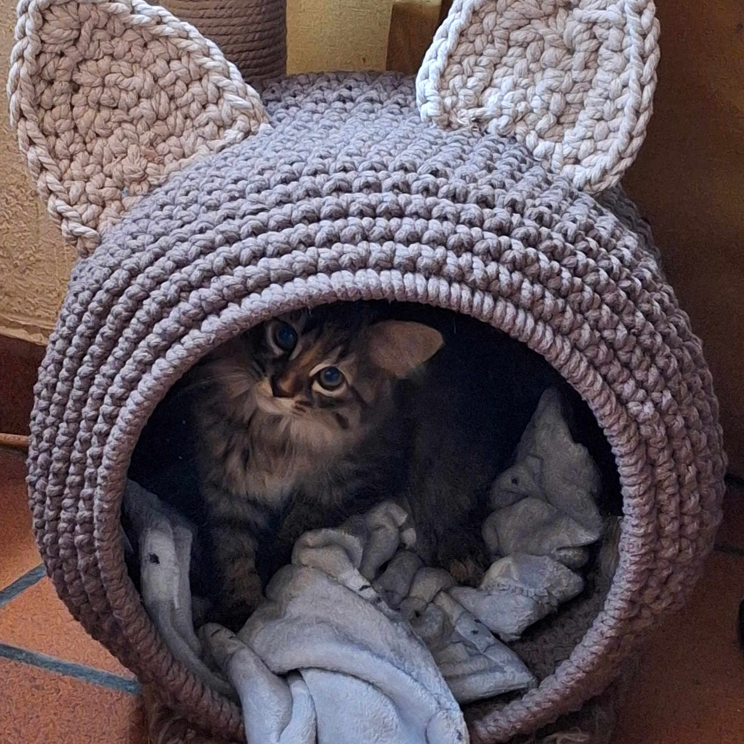 Yumi participe au concours pour gagner de l'argent avec cette photo : animal, blanket, cat, cat_cave, cozy, curious, cute, domestic_cat, ears, feline, floor, home, indoor, knitted_cave, looking_up, pet, resting, soft, tabby_cat, tiled_floor