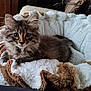 Yumi participe au concours pour gagner de l'argent avec cette photo : kitten, cat, fluffy, pet, animal, indoor, blanket, cozy, fur, cute, young, brown, white, face, ears, eyes, resting, comfort, soft, home