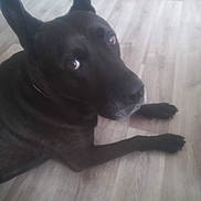 Largo participe au concours pour gagner de l'argent avec cette photo : dog, black_dog, pet, floor, wooden_floor, indoor, lying_down, looking_up, ears_up, animal, mammal, domestic_animal, canine, fur, paw, snout, collar, home, curious, quiet