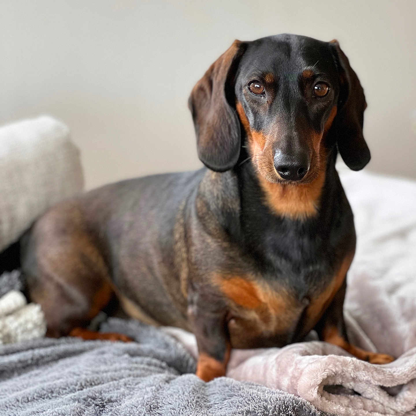 Rosy a rejoint le concours — aidez-le/la à gagner de superbes lots ! animal, beagle, bed, blanket, canine, couch, dog, dogbed, furniture, homedecor, hound, indoors, linen, pet, puppy, snout, towel