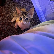 Loki is registered to the contest to win money with this photo: kitten, cat, pet, carpet, floor, indoor, purple_light, blue_light, curious, small, animal, fur, whiskers, ears, cute, looking_up, texture, cozy, bed, blanket