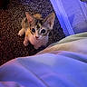 kitten, cat, pet, carpet, floor, indoor, purple_light, blue_light, curious, small, animal, fur, whiskers, ears, cute, looking_up, texture, cozy, bed, blanket