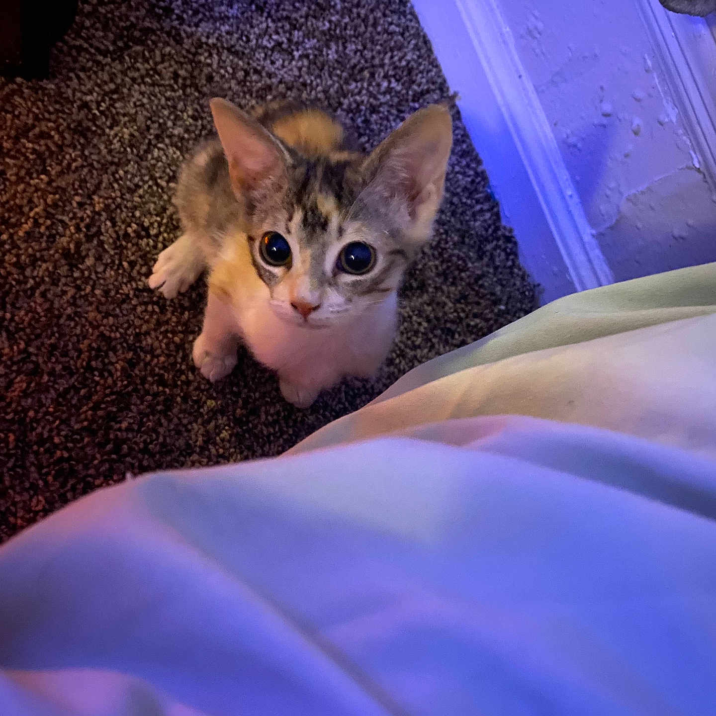 Loki