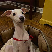 Percy joined the competition — help win amazing prizes! alert, animal, collar, cute, dog, dog_bed, floppy_ears, furniture, hardwood_floor, home, indoors, living_room, pet, portrait, puppy, red_ribbon, sitting, table, white_dog, yellow_wall