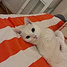 cat, white_cat, bed, striped_bedspread, orange, white, pet, animal, feline, cute, lying_down, indoors, cozy, fur, whiskers, ears, relaxed, looking_at_camera, domestic_cat, resting
