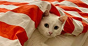 Djibi participe au concours pour gagner de l'argent avec cette photo : animal, bed, blanket, cat, comfort, cozy, cute, domestic_animal, fur, indoor, looking, lying_down, orange_and_white, pet, relaxed, resting, sleepy, striped_blanket, whiskers, white_cat