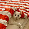 Djibi participe au concours pour gagner de l'argent avec cette photo : cat, white_cat, pet, bed, blanket, striped_blanket, orange_and_white, cozy, indoor, resting, fur, whiskers, cute, animal, domestic_animal, lying_down, looking, comfort, sleepy, relaxed