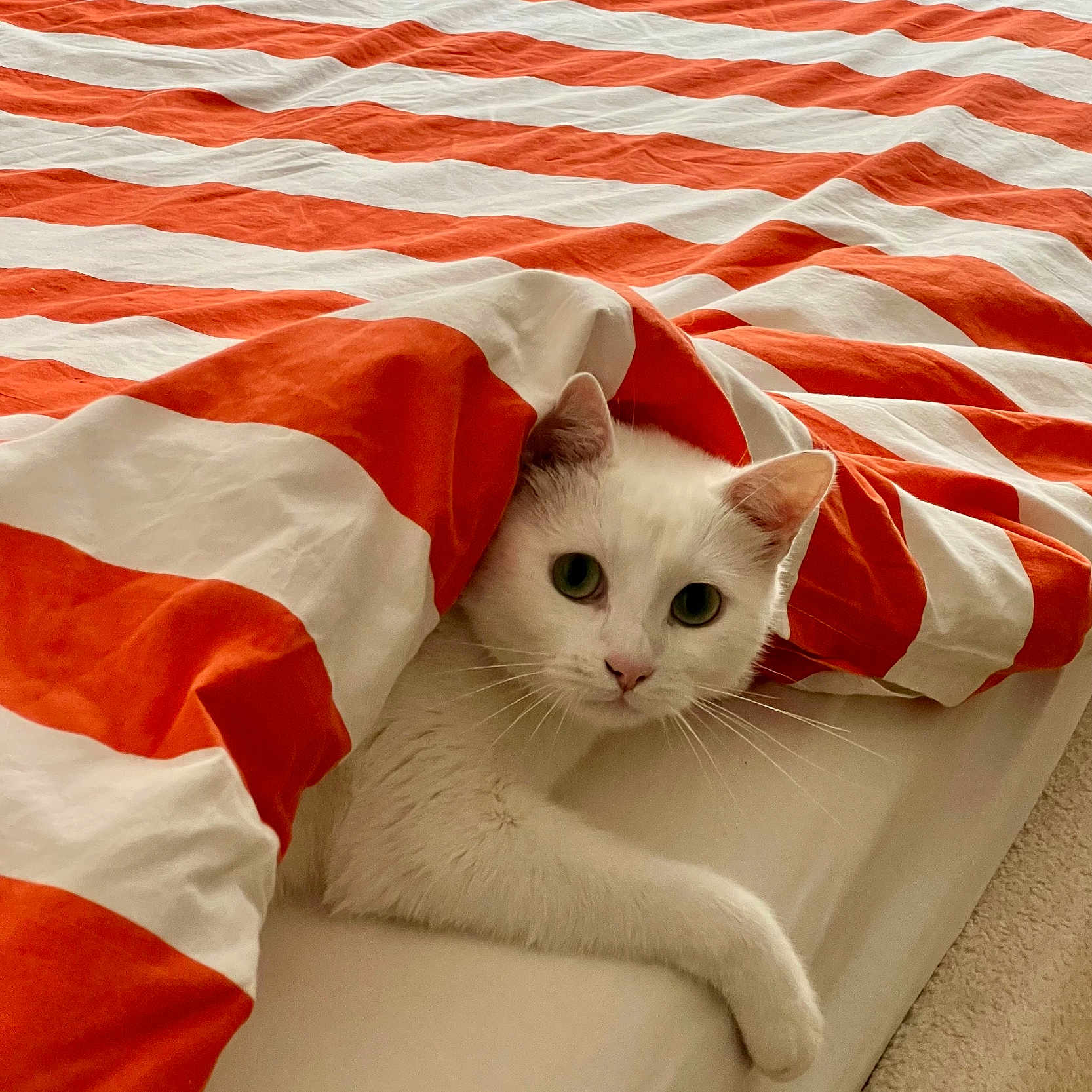 Djibi participe au concours pour gagner de l'argent avec cette photo : cat, white_cat, pet, bed, blanket, striped_blanket, orange_and_white, cozy, indoor, resting, fur, whiskers, cute, animal, domestic_animal, lying_down, looking, comfort, sleepy, relaxed