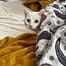 Djibi a rejoint le concours — aidez-le/la à gagner de superbes lots ! cat, white_cat, bed, blanket, throw, patterned_blanket, yellow_throw, curious, animal, pet, feline, indoor, cozy, soft_texture, resting_place, home, comfort, cute, peek, fur
