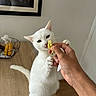 cat, white_cat, animal, pet, indoor, table, hand, food, banana, fruit_basket, curious, feline, wooden_table, domestic_animal, sniffing, paws, person, wall, framed_picture, home