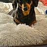 Lilylu joined the competition — help win amazing prizes! dog, dachshund, pet, bed, fluffy_bed, indoor, cozy, bedding, animal, looking_at_camera, black_and_tan, fur, ears, face, resting, comfort, home, fan, pillow, blanket