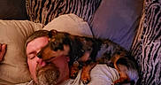 Lilylu joined the competition — help win amazing prizes! man, dog, dachshund, couch, pillow, tattoo, gray_tshirt, indoor, pet, love, affection, sleeping, relaxing, zebra_pattern, animal, person, face, fur, tongue, cozy