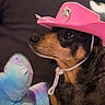 Lilylu is registered to the contest to win money with this photo: dog, pet, cowboy_hat, pink_hat, plush_toy, stuffed_animal, indoor, closeup, portrait, animal, cute, brown_black_fur, decorative_hat, soft_toy, background_blur, calm, sitting, side_profile, domestic_animal, companion