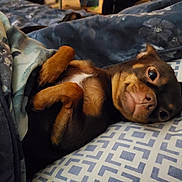 Liby Sue is registered to the contest to win money with this photo: dog, bed, blanket, pillow, indoor, pet, cute, lying_down, brown_fur, small_dog, cozy, relaxed, animal, sleepy, resting, comfort, face, eyes, nose, fur