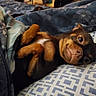 dog, bed, blanket, pillow, indoor, pet, cute, lying_down, brown_fur, small_dog, cozy, relaxed, animal, sleepy, resting, comfort, face, eyes, nose, fur