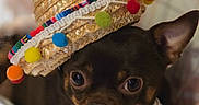 Liby Sue joined the competition — help win amazing prizes! dog, small_dog, sombrero, hat, pet, cute, closeup, indoor, cozy, brown_dog, black_dog, animal, portrait, face, ears, colorful, texture, domestic_animal, funny_hat, looking