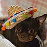 dog, small_dog, sombrero, hat, pet, cute, closeup, indoor, cozy, brown_dog, black_dog, animal, portrait, face, ears, colorful, texture, domestic_animal, funny_hat, looking