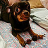 dog, small_dog, brown_dog, toy_breed, bedspread, patterned_fabric, bone_treat, paws, wide_eyes, tattoo, indoor, resting, pet, canine, close_up, bed, cushion, animal, looking, cute