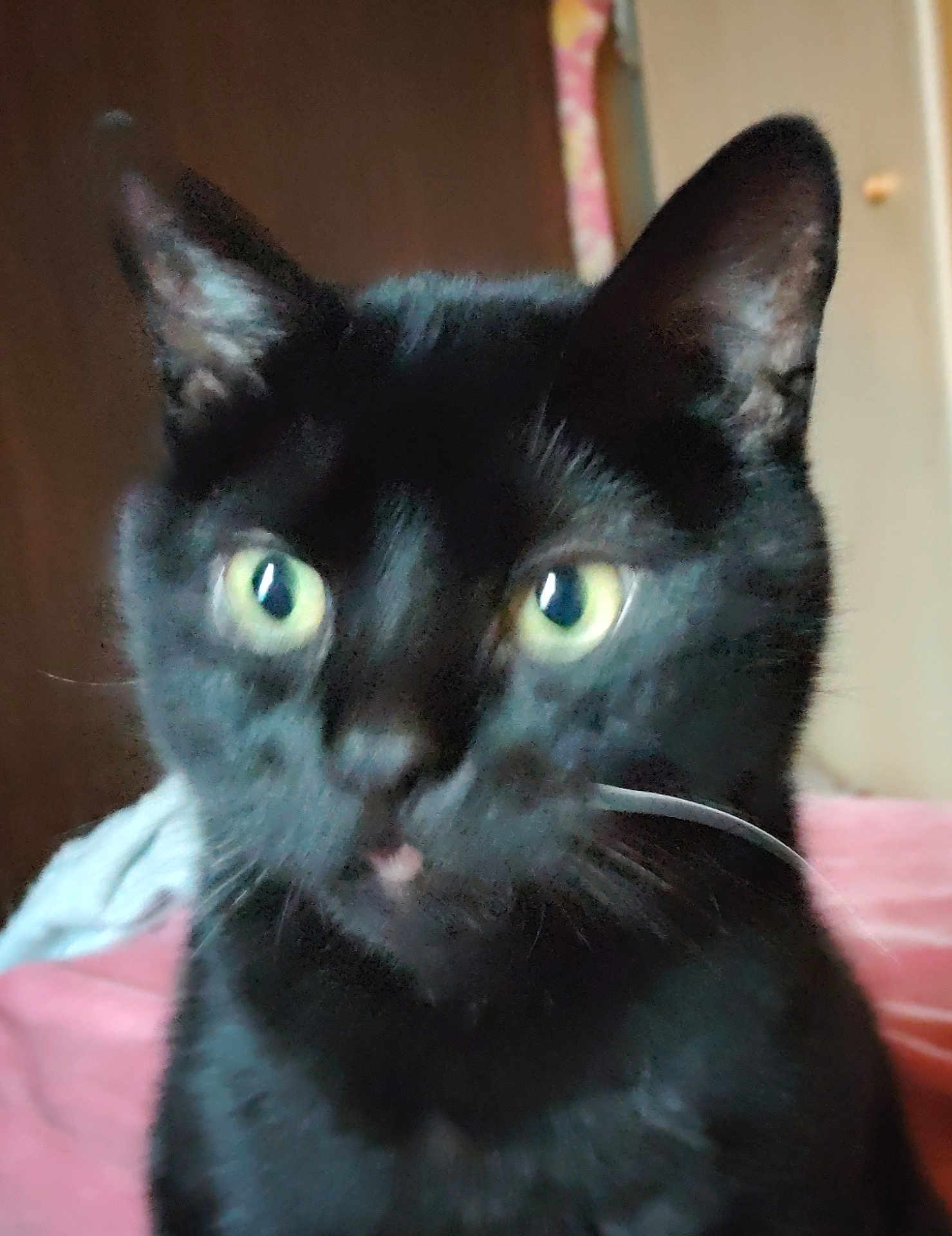 Poker a rejoint le concours — aidez-le/la à gagner de superbes lots ! black_cat, cat, pet, indoor, close_up, green_eyes, feline, whiskers, ears, fur, animal, cute, domestic_cat, face, looking, portrait, blurred, soft_focus, cozy, bed