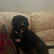 Evie is registered to the contest to win money with this photo: dog, black_dog, collar, couch, leather_couch, indoor, pet, animal, sitting, relaxed, pillow, patterned_pillow, white_patch, calm, fur, canine, domestic_animal, resting, home, companion