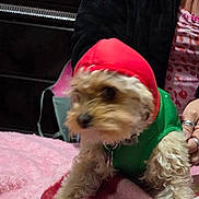 Jaxson is registered to the contest to win money with this photo: dog, pet, clothing, red_hood, green_shirt, person, hand, ring, blanket, pink_blanket, fur, indoor, animal, cute, small_dog, bed, soft_texture, holding, blur, furry