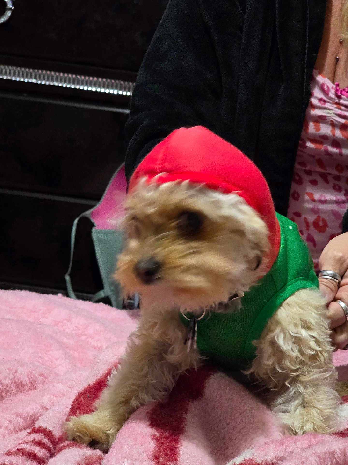 Jaxson is registered to the contest to win money with this photo: dog, pet, clothing, red_hood, green_shirt, person, hand, ring, blanket, pink_blanket, fur, indoor, animal, cute, small_dog, bed, soft_texture, holding, blur, furry