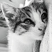 Tommy participe au concours pour gagner de l'argent avec cette photo : animal, black_and_white, calm, cat, close_up, cute, domestic_cat, eyes, feline, fur, indoors, kitten, peaceful, pet, portrait, resting, sleepy, soft_texture, whiskers, young_cat