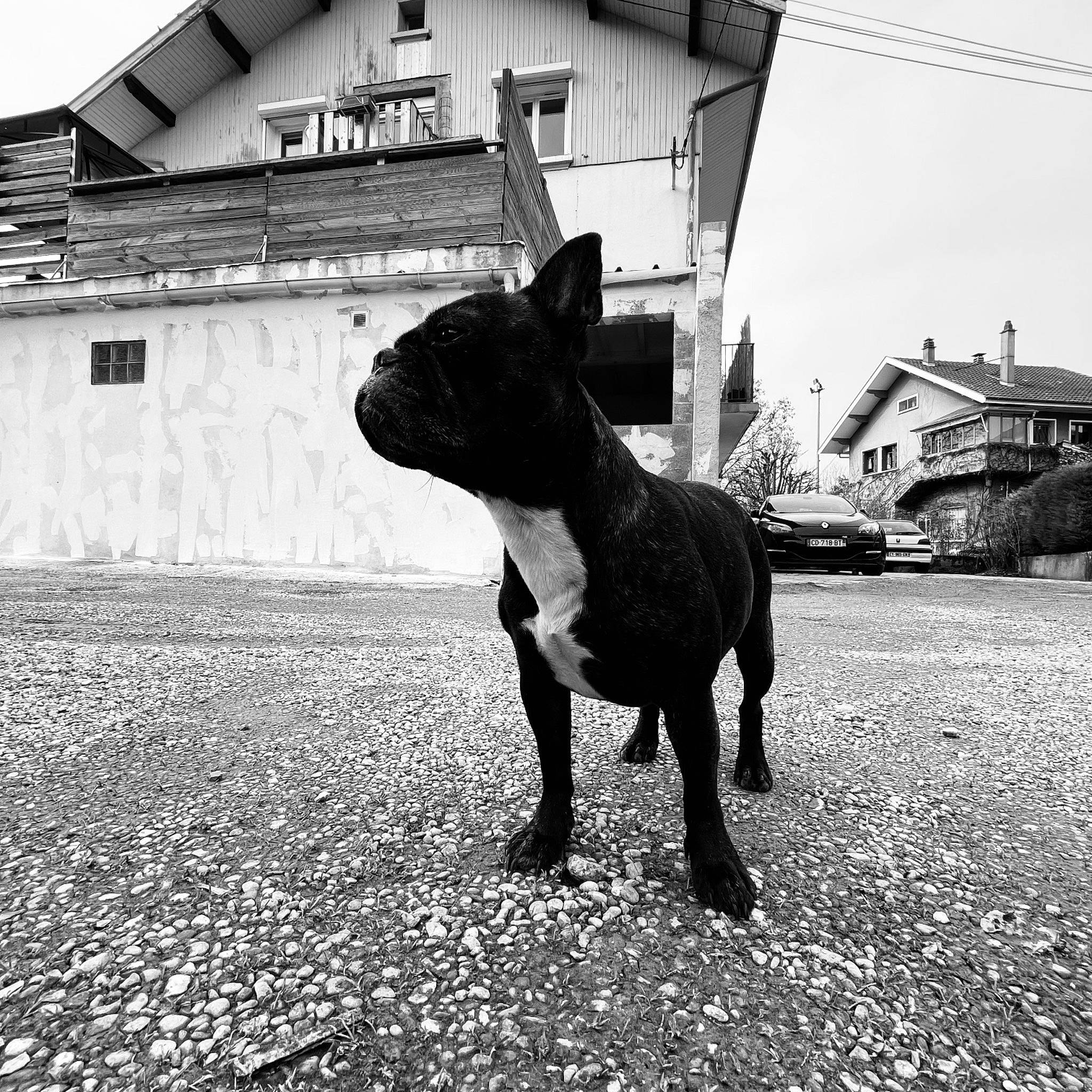 Moly participe au concours pour gagner de l'argent avec cette photo : art, black_and_white, building, carnivore, companion_dog, dog, dog_breed, fashion_accessory, grass, monochrome, monochrome_photography, road_surface, sky, snout, sporting_group, style, terrestrial_animal, tints_and_shades, window, working_animal