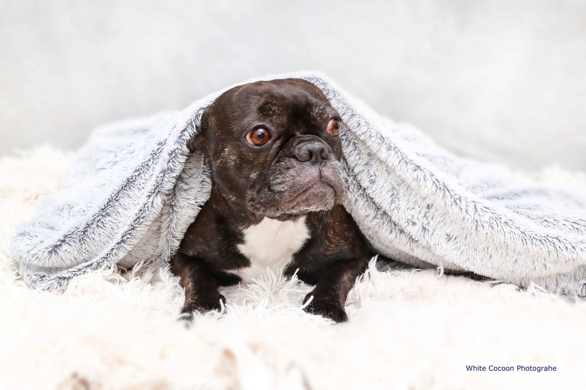 Moly participe au concours pour gagner de l'argent avec cette photo : canidae, carnivore, companion_dog, dog, dog_breed, fawn, freezing, fur, hunting_dog, liver, puppy, snout, snow, sporting_group, terrestrial_animal, toy_dog, whiskers, wildlife, winter, working_animal