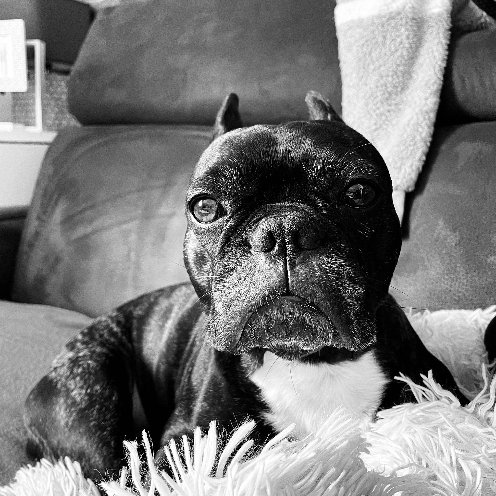 Moly participe au concours pour gagner de l'argent avec cette photo : black, bulldog, carnivore, comfort, companion_dog, dog, dog_breed, ear, eye, fawn, monochrome_photography, photograph, snapshot, snout, sporting_group, toy_dog, whiskers, white, working_animal, wrinkle