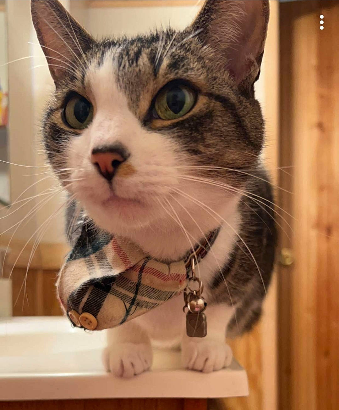 Donut joined the competition — help win amazing prizes! box, carnivore, cat, collar, comfort, domestic_short_haired_cat, eye, eyelash, felidae, fur, iris, metal, paw, pet_supply, small_to_medium_sized_cats, snout, whiskers, window