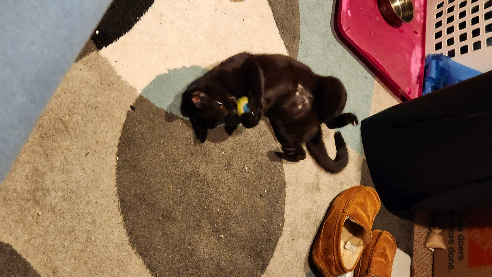 Mitty joined the competition — help win amazing prizes! black_cat, bombay, canidae, carnivore, comfort, companion_dog, dog_breed, fawn, felidae, floor, flooring, fur, human_leg, road_surface, sandal, small_to_medium_sized_cats, snout, sporting_group, tail, wood