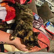 Coco joined the competition — help win amazing prizes! cat, tortoiseshell_cat, pet, hand, blanket, couch, cushion, indoor, cozy, relaxing, fur, claw, tattoo, human, resting, animal, home, comfort, laying, furniture