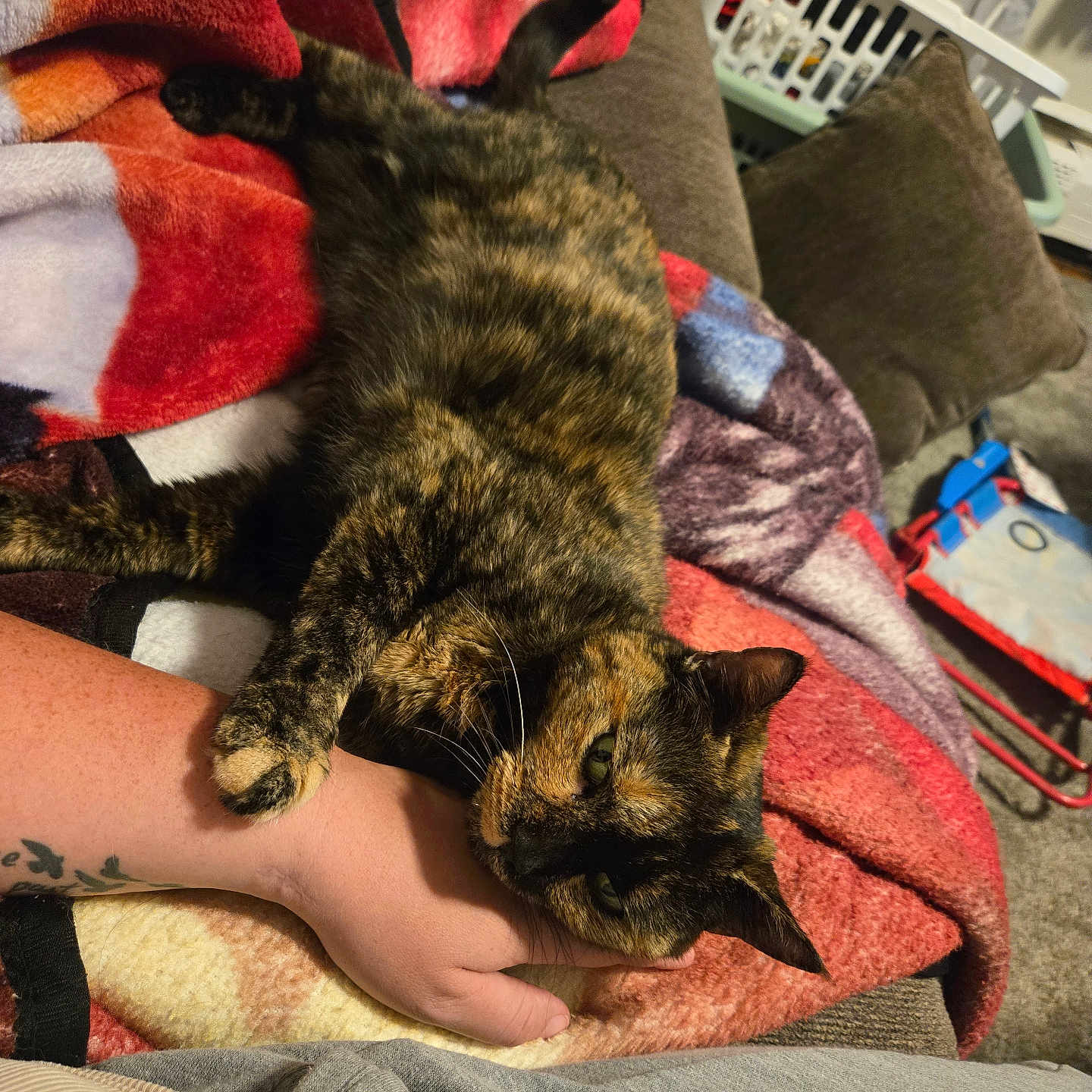 Coco joined the competition — help win amazing prizes! animal, blanket, cat, claw, comfort, couch, cozy, cushion, fur, furniture, hand, home, human, indoor, laying, pet, relaxing, resting, tattoo, tortoiseshell_cat