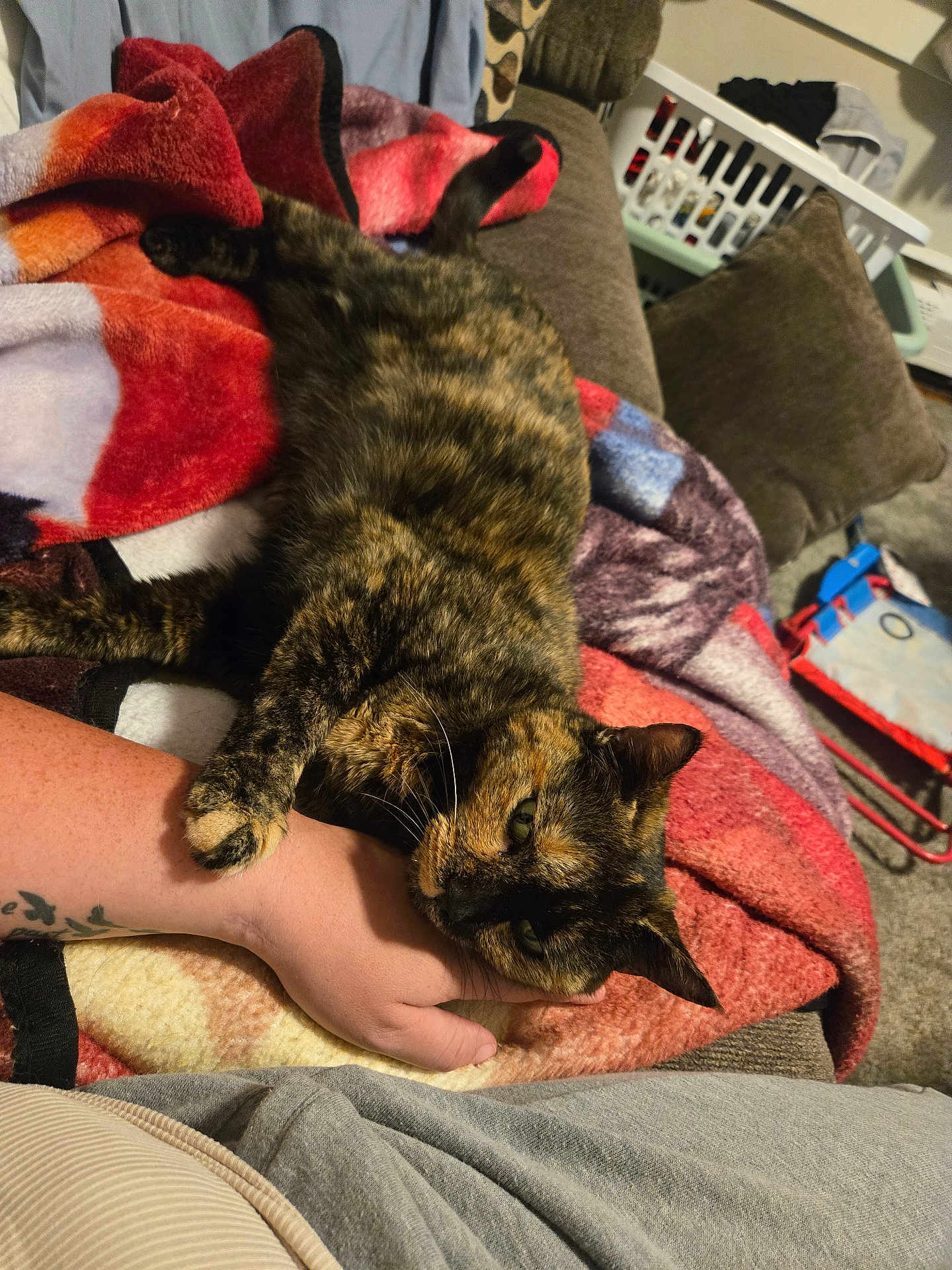 Coco joined the competition — help win amazing prizes! cat, tortoiseshell_cat, pet, hand, blanket, couch, cushion, indoor, cozy, relaxing, fur, claw, tattoo, human, resting, animal, home, comfort, laying, furniture