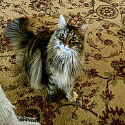 Cloe joined the competition — help win amazing prizes! cat, tabby, fluffy, animal, pet, indoor, carpet, patterned_carpet, curious, sitting, feline, whiskers, tail, ears, fur, domestic_cat, looking_up, cute, mammal, companion