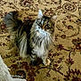 cat, tabby, fluffy, animal, pet, indoor, carpet, patterned_carpet, curious, sitting, feline, whiskers, tail, ears, fur, domestic_cat, looking_up, cute, mammal, companion