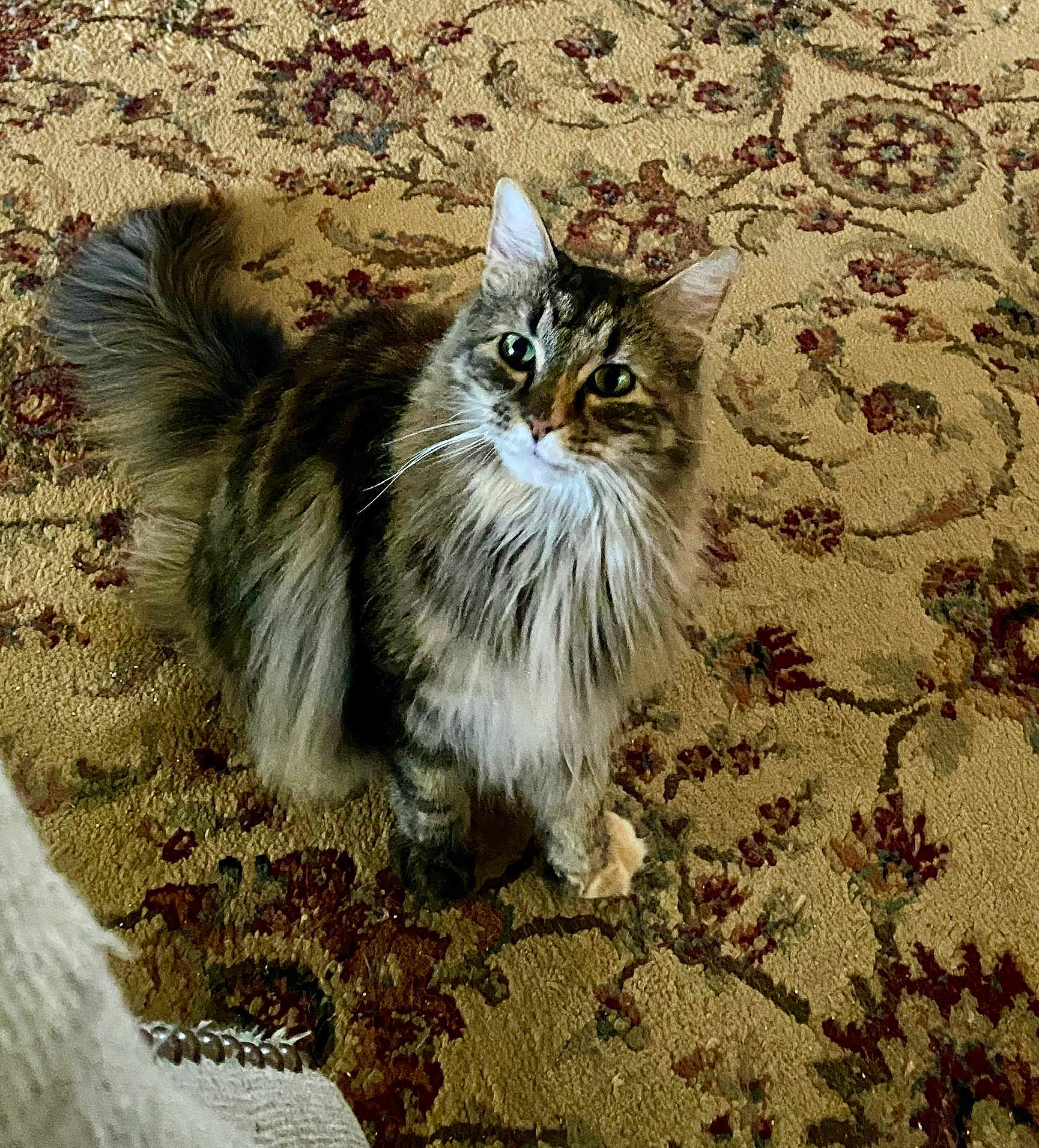 Cloe