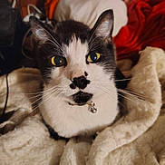 Felix is registered to the contest to win money with this photo: cat, black_and_white, yellow_eyes, close_up, pet, feline, collar, bell, blanket, cozy, indoor, fur, whiskers, face, comfort, resting, domestic_animal, cute, animal, portrait