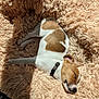 Taz a rejoint le concours — aidez-le/la à gagner de superbes lots ! animal, brown_and_white, collar, cozy, cute, dog, domestic_animal, fluffy_bed, fur, indoor, nap, peaceful, pet, puppy, relaxed, resting, sleeping, small_dog, sunlight, tile_floor
